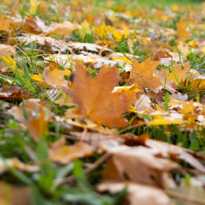 Photo de l'article Concours Photo : Capturez la Beauté de l’Automne à Trélazé !