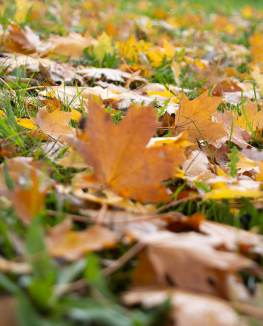 Image de l'article Concours Photo : Capturez la Beauté de l’Automne à Trélazé !