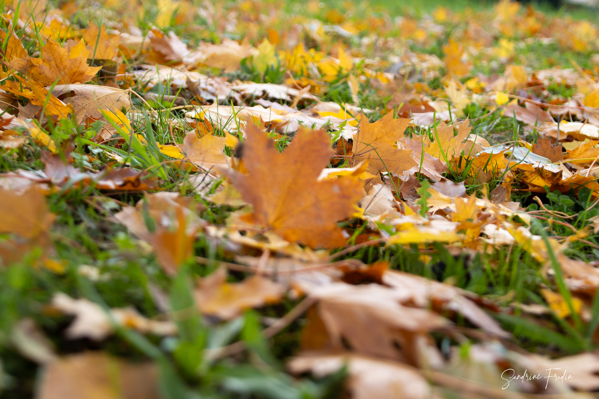 Image de l'article Concours Photo : Capturez la Beauté de l’Automne à Trélazé !