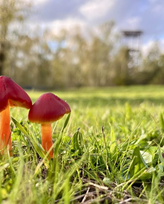 Image de l'article Résultats des jeux concours photo #TrélazéIlluminée et #TrélazéAutomne