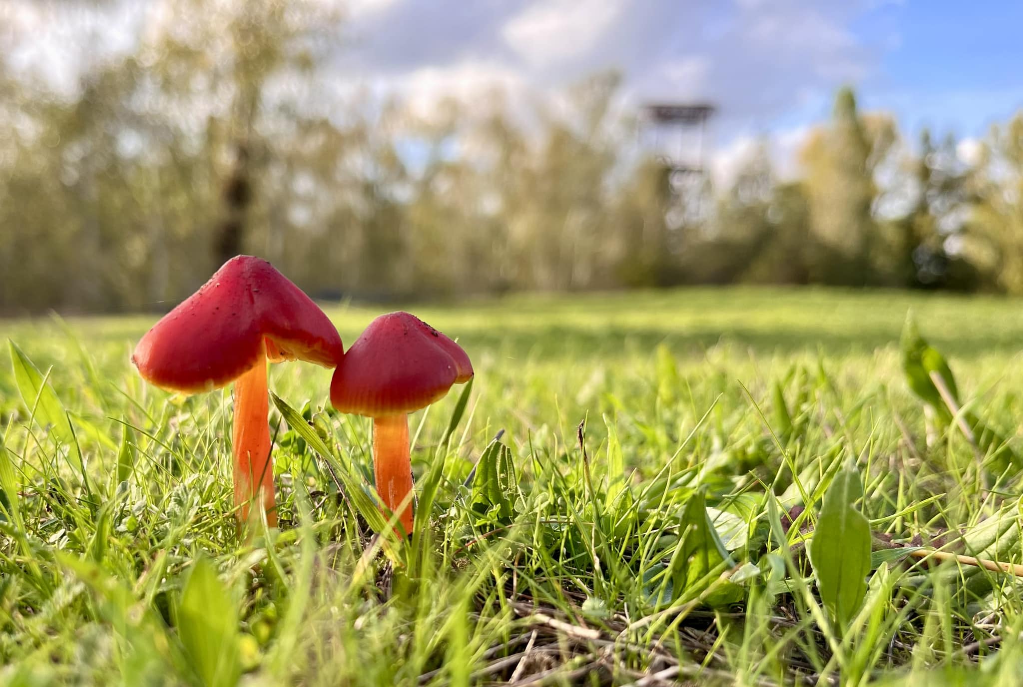 Image de l'article Résultats des jeux concours photo #TrélazéIlluminée et #TrélazéAutomne